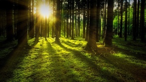 Aurinko pilkistää puiden lomassa metsämaisemassa.