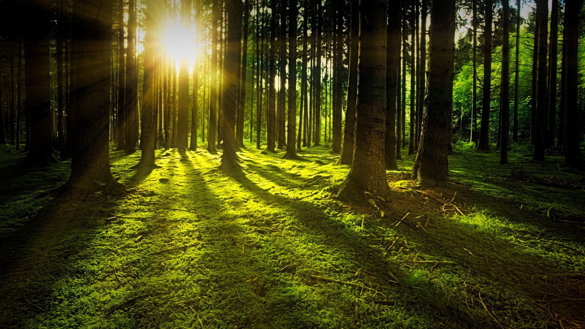 Aurinko pilkistää puiden lomassa metsämaisemassa.