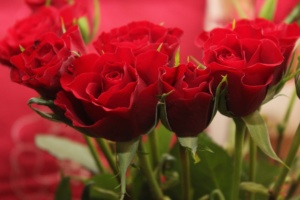 Punaisia ruusuja.