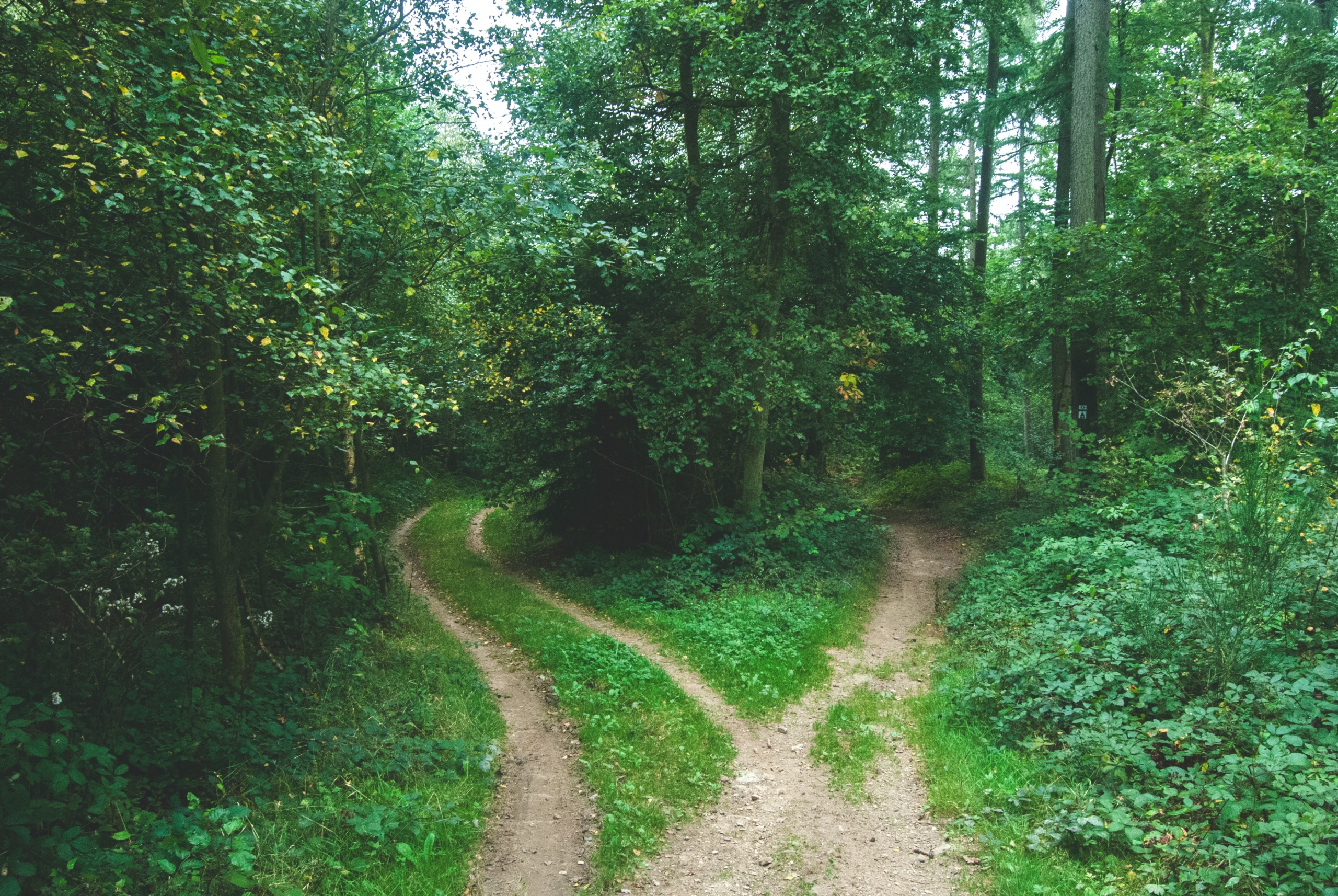 Yksi tie haarautuu kahdeksi vehreään metsään.