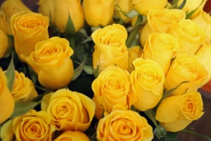 Keltaisia ruusuja.