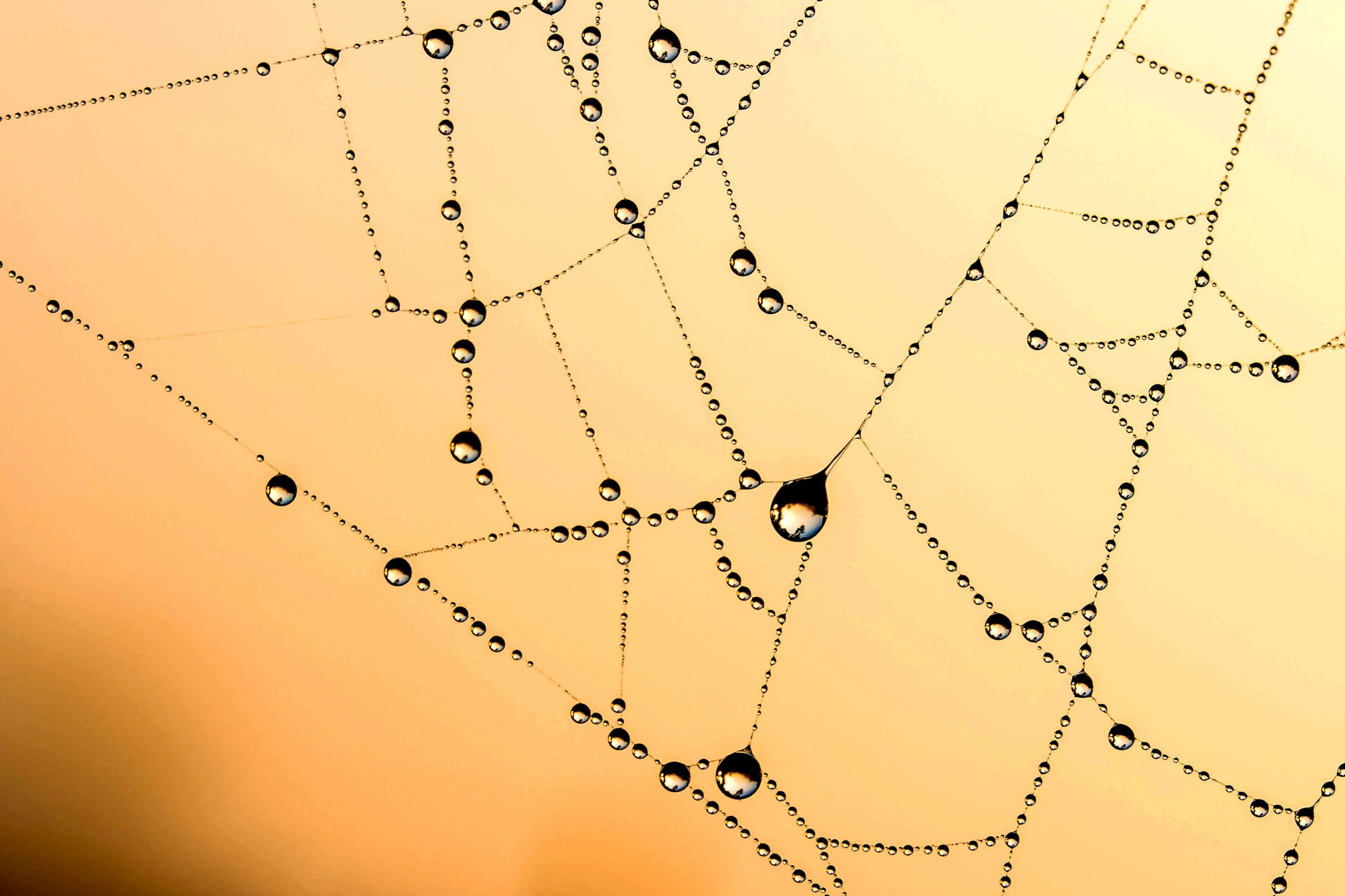 Märkä hämähäkinverkko, jossa näkyy vesipisaroita.