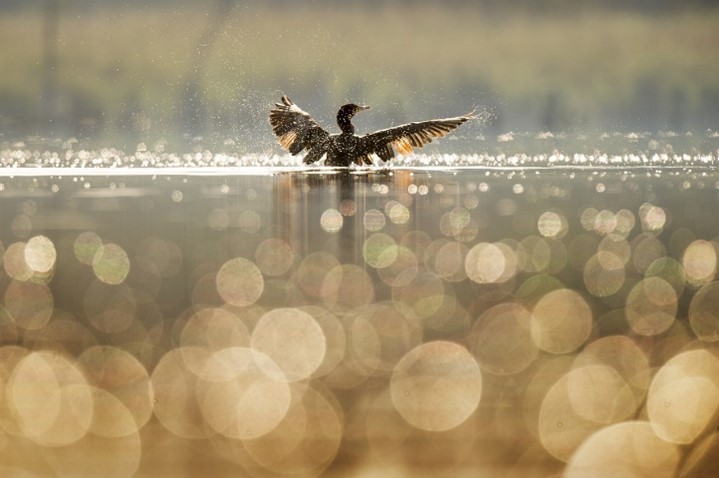 Vedestä lentoon lähtevä lintu kullankimalteisella järvellä.