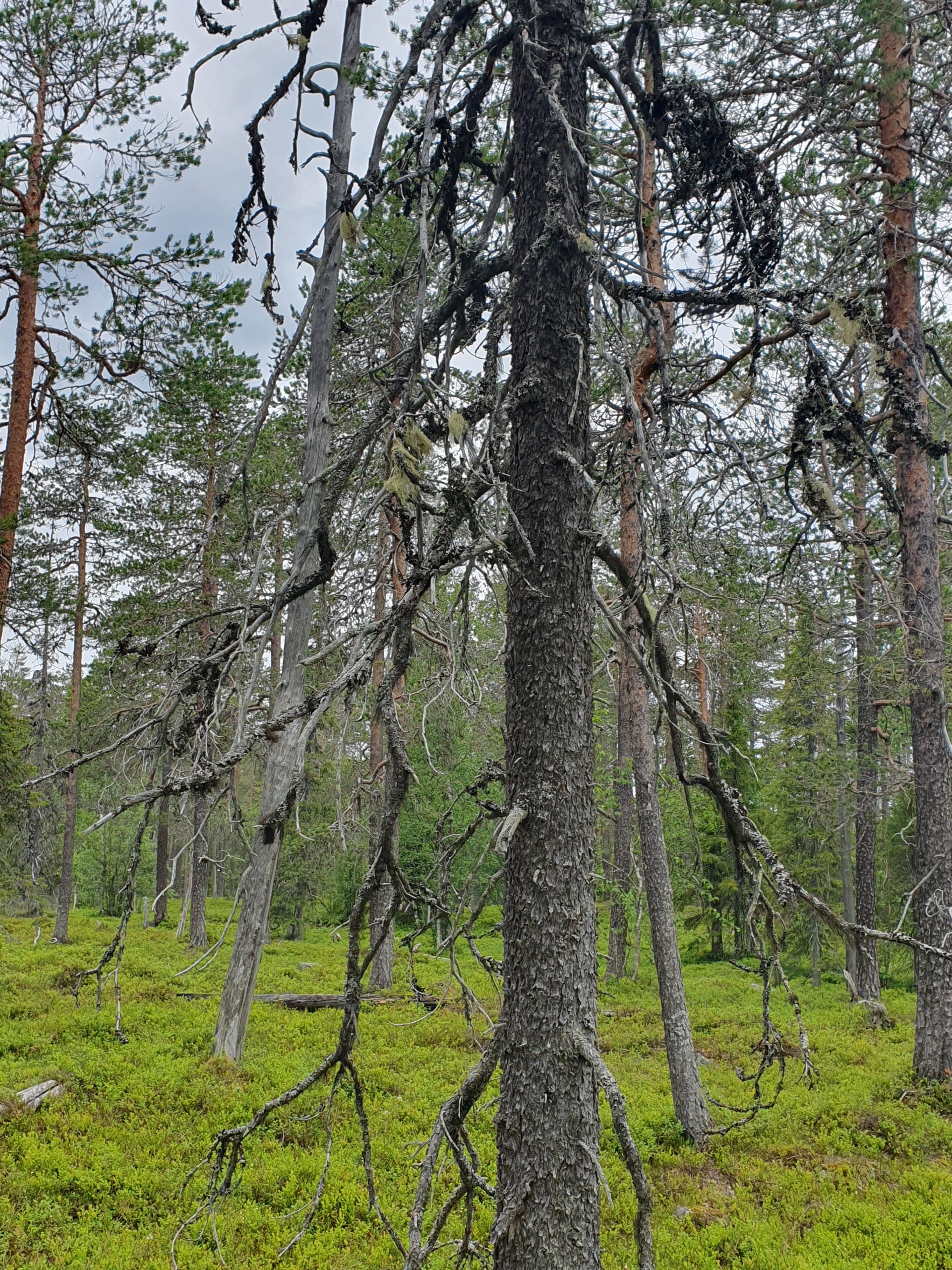 Metsän keskellä oleva mänty, jossa on paljon luppoa.
